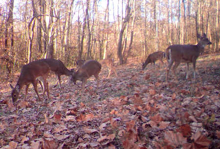 Doe Herd