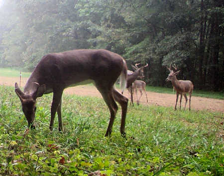 Illinois Bucks