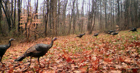 Lots of Turkeys!