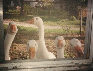 October Crazy Caption Photo