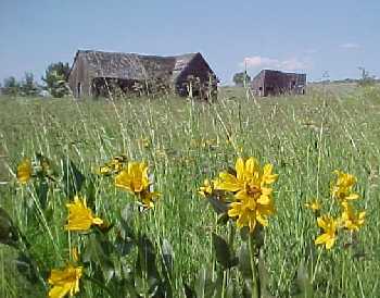 Abandoned Homestead