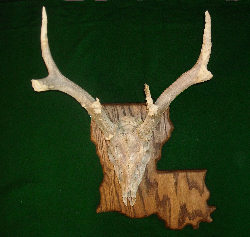 Skull Mount Plaques