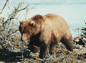 Brown Bear