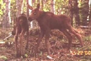 Moose Calves