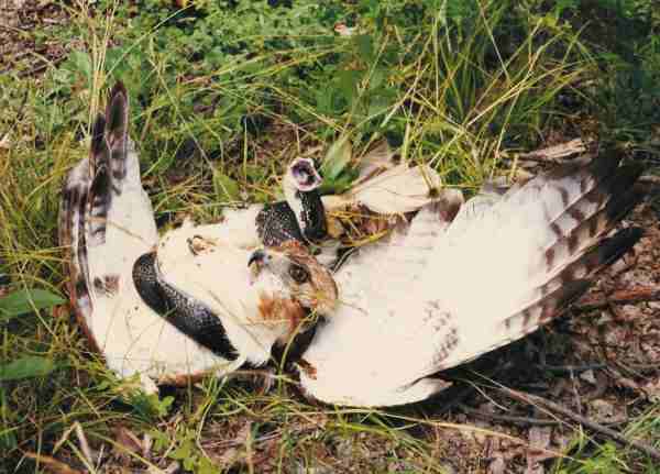 Redtail Hawk & Black Snake