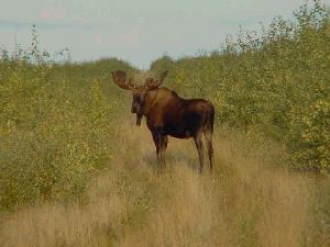 Alaskan Moose