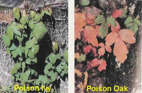 Pix of Poison Ivy (left) Poison Oak (right)