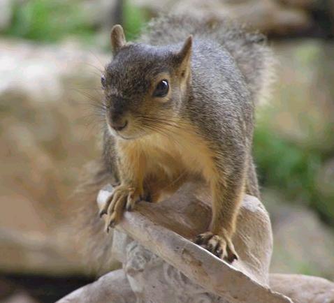 Squirrel