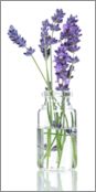 Lavender sprigs in bottle