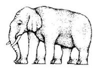 Problems in Democracy - Elephant