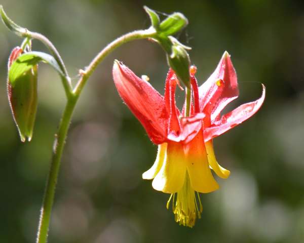 Columbine