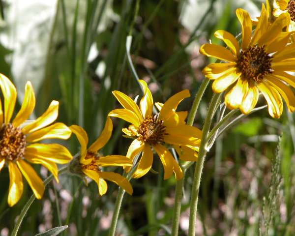 Daisies