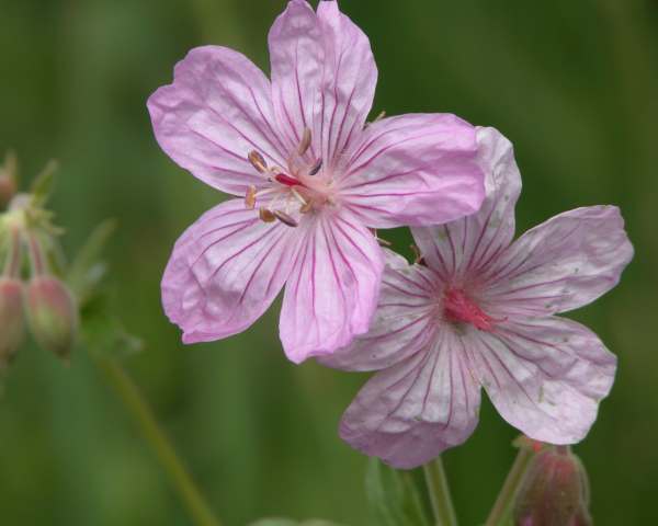 Geraniums