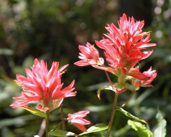Indian Paint Brush