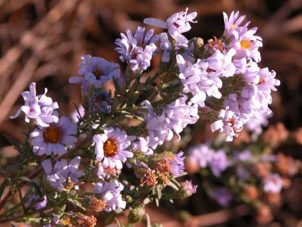 Levender Flower