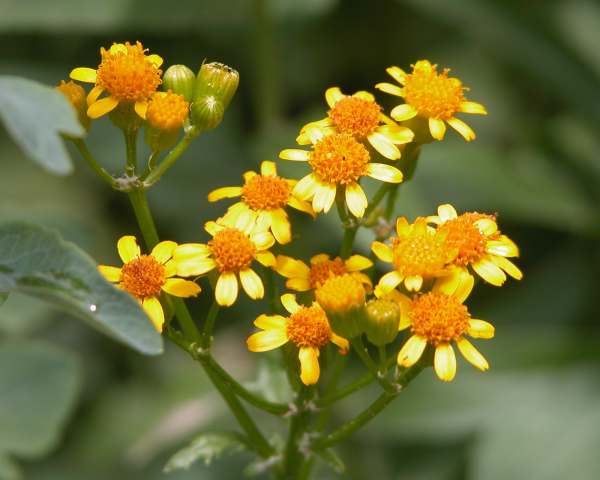 Orange Flower