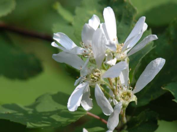 Syringa