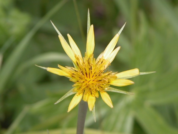 Salsify